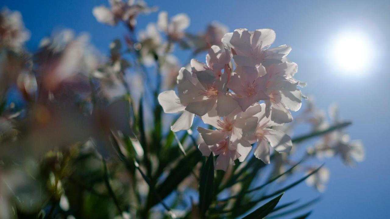 Flores 4* Poreč